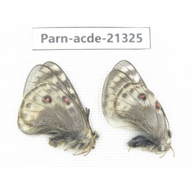 Parnassius acdestis acdestis. China, Qinghai, Guide county, Qunjia pass. 2M. Parn-acde-21325.