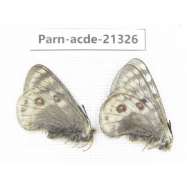 Parnassius acdestis acdestis. China, Qinghai, Guide county, Qunjia pass. 2M. Parn-acde-21326.
