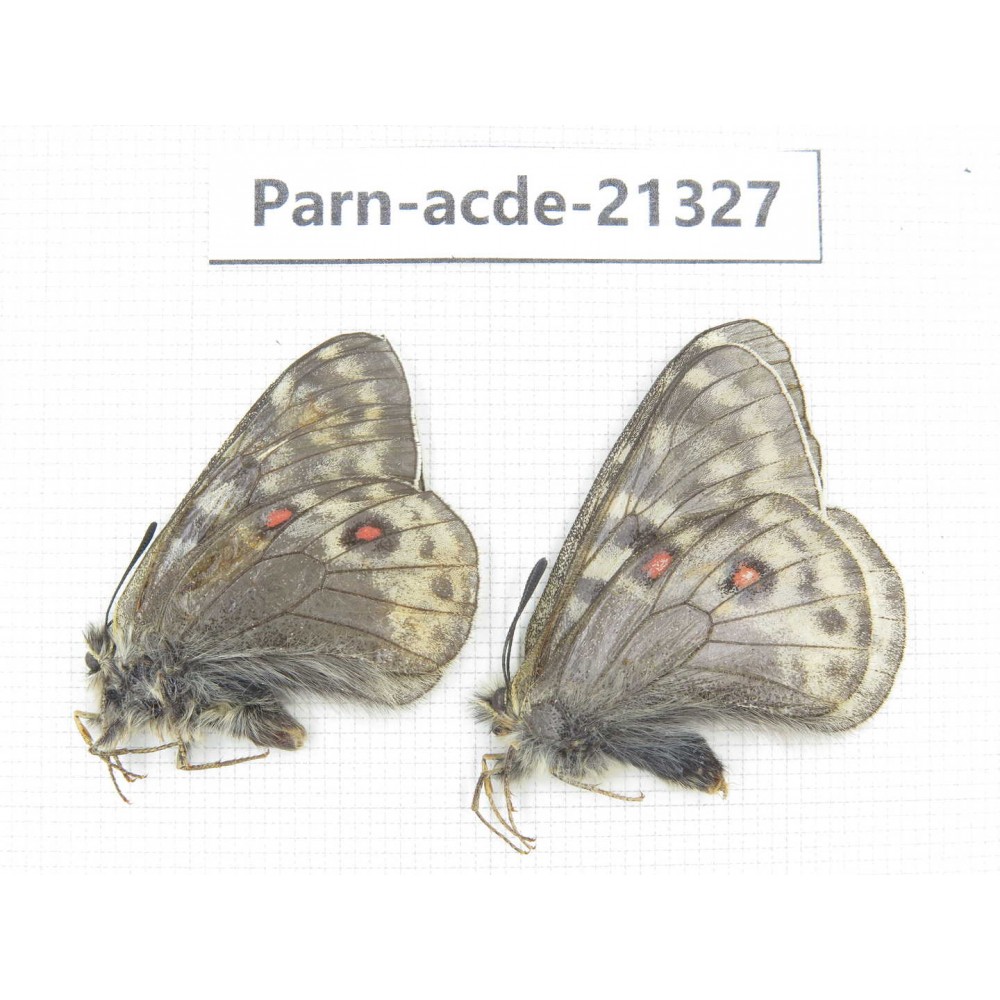 Parnassius acdestis acdestis. China, Qinghai, Guide county, Qunjia pass. 2M. Parn-acde-21327.