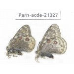 Parnassius acdestis acdestis. China, Qinghai, Guide county, Qunjia pass. 2M. Parn-acde-21327.