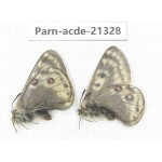 Parnassius acdestis acdestis. China, Qinghai, Guide county, Qunjia pass. 2M. Parn-acde-21328.