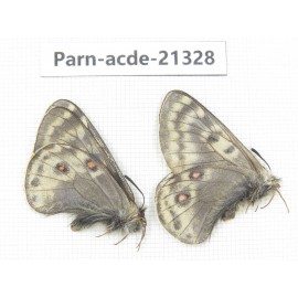 Parnassius acdestis acdestis. China, Qinghai, Guide county, Qunjia pass. 2M. Parn-acde-21328.