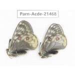 Parnassius acdestis ssp. China, Qinghai, Xunhua county, Mt.Dalijiashan. 2M. Parn-acde-21468.