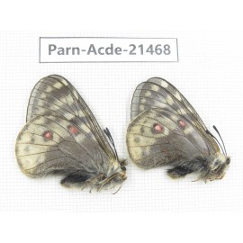 Parnassius acdestis ssp. China, Qinghai, Xunhua county, Mt.Dalijiashan. 2M. Parn-acde-21468.