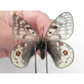 Parnassius acdestis ssp. China, Qinghai, Xunhua county, Mt.Dalijiashan. 2M. Parn-acde-21468.