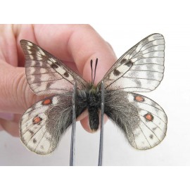 Parnassius acdestis ssp. China, Qinghai, Xunhua county, Mt.Dalijiashan. 2M. Parn-acde-21468.