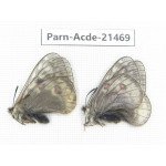 Parnassius acdestis ssp. China, Qinghai, Xunhua county, Mt.Dalijiashan. 2M. Parn-acde-21469.