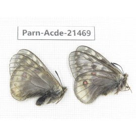 Parnassius acdestis ssp. China, Qinghai, Xunhua county, Mt.Dalijiashan. 2M. Parn-acde-21469.