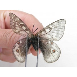 Parnassius acdestis ssp. China, Qinghai, Xunhua county, Mt.Dalijiashan. 2M. Parn-acde-21469.