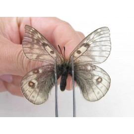 Parnassius acdestis ssp. China, Qinghai, Xunhua county, Mt.Dalijiashan. 2M. Parn-acde-21469.