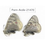 Parnassius acdestis ssp. China, Qinghai, Xunhua county, Mt.Dalijiashan. 2M. Parn-acde-21470.