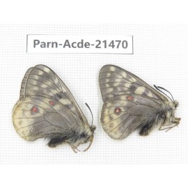 Parnassius acdestis ssp. China, Qinghai, Xunhua county, Mt.Dalijiashan. 2M. Parn-acde-21470.