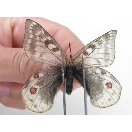 Parnassius acdestis ssp. China, Qinghai, Xunhua county, Mt.Dalijiashan. 2M. Parn-acde-21470.