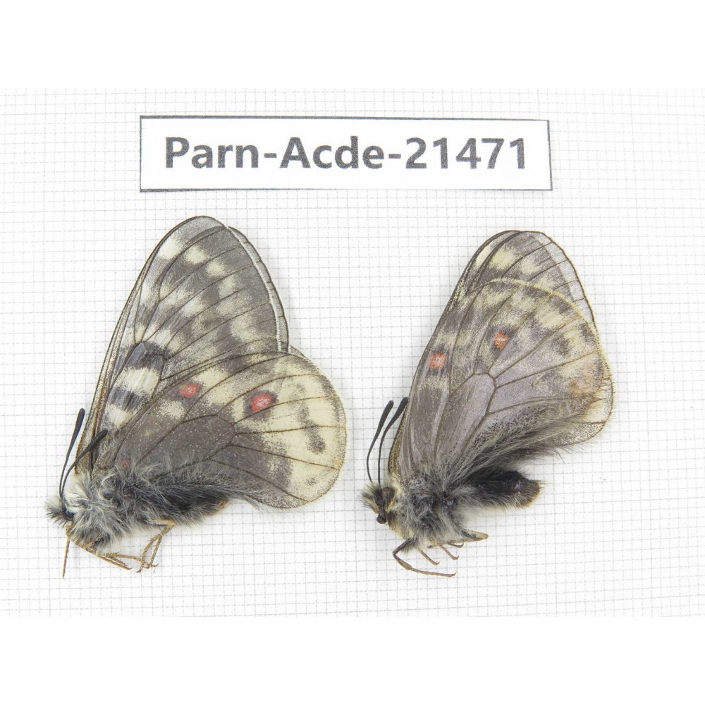 Parnassius acdestis ssp. China, Qinghai, Xunhua county, Mt.Dalijiashan. 2M. Parn-acde-21471.