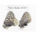 Parnassius acdestis ssp. China, Qinghai, Xunhua county, Mt.Dalijiashan. 2M. Parn-acde-21471.