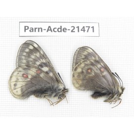 Parnassius acdestis ssp. China, Qinghai, Xunhua county, Mt.Dalijiashan. 2M. Parn-acde-21471.