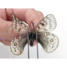 Parnassius acdestis ssp. China, Qinghai, Xunhua county, Mt.Dalijiashan. 2M. Parn-acde-21471.