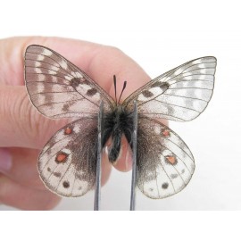 Parnassius acdestis ssp. China, Qinghai, Xunhua county, Mt.Dalijiashan. 2M. Parn-acde-21471.