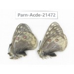 Parnassius acdestis ssp. China, Qinghai, Xunhua county, Mt.Dalijiashan. 2M. Parn-acde-21472.