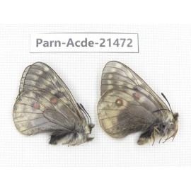 Parnassius acdestis ssp. China, Qinghai, Xunhua county, Mt.Dalijiashan. 2M. Parn-acde-21472.