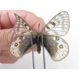 Parnassius acdestis ssp. China, Qinghai, Xunhua county, Mt.Dalijiashan. 2M. Parn-acde-21472.