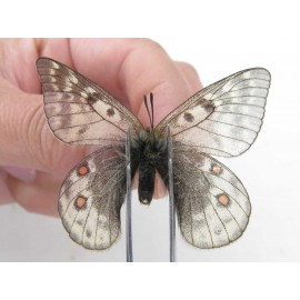Parnassius acdestis ssp. China, Qinghai, Xunhua county, Mt.Dalijiashan. 2M. Parn-acde-21472.
