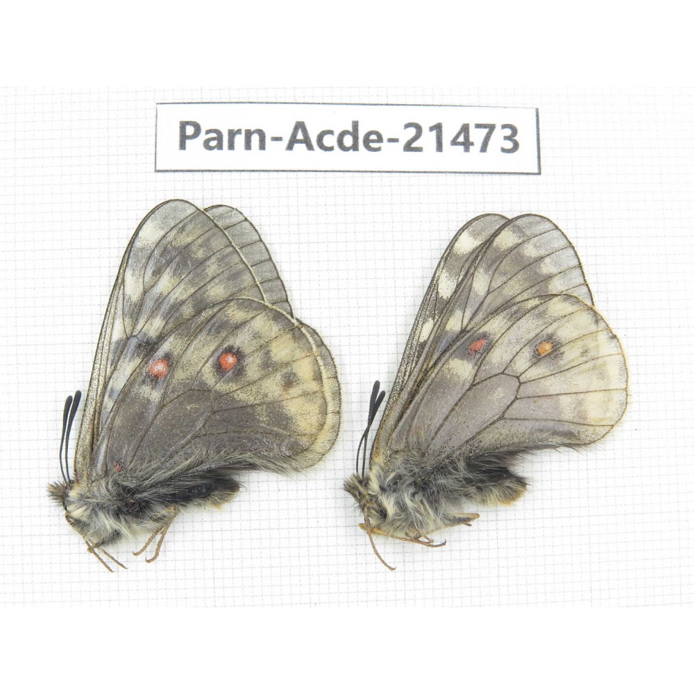 Parnassius acdestis ssp. China, Qinghai, Xunhua county, Mt.Dalijiashan. 2M. Parn-acde-21473.