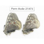 Parnassius acdestis ssp. China, Qinghai, Xunhua county, Mt.Dalijiashan. 2M. Parn-acde-21473.