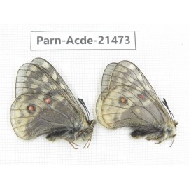 Parnassius acdestis ssp. China, Qinghai, Xunhua county, Mt.Dalijiashan. 2M. Parn-acde-21473.