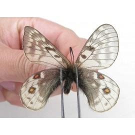 Parnassius acdestis ssp. China, Qinghai, Xunhua county, Mt.Dalijiashan. 2M. Parn-acde-21473.