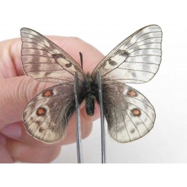 Parnassius acdestis ssp. China, Qinghai, Xunhua county, Mt.Dalijiashan. 2M. Parn-acde-21473.