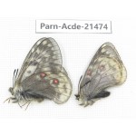 Parnassius acdestis ssp. China, Qinghai, Xunhua county, Mt.Dalijiashan. 2M. Parn-acde-21474.