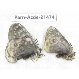 Parnassius acdestis ssp. China, Qinghai, Xunhua county, Mt.Dalijiashan. 2M. Parn-acde-21474.
