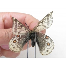 Parnassius acdestis ssp. China, Qinghai, Xunhua county, Mt.Dalijiashan. 2M. Parn-acde-21474.