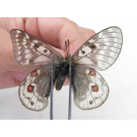 Parnassius acdestis ssp. China, Qinghai, Xunhua county, Mt.Dalijiashan. 2M. Parn-acde-21474.