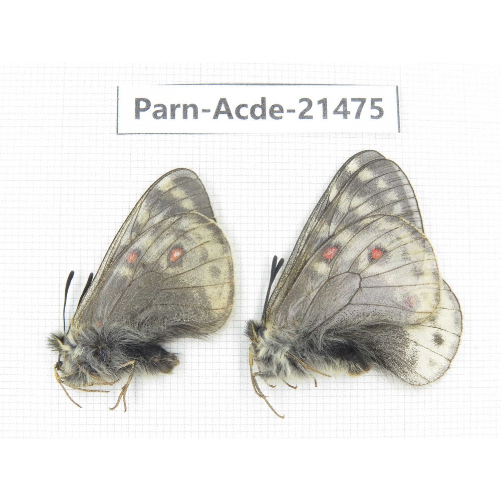 Parnassius acdestis ssp. China, Qinghai, Xunhua county, Mt.Dalijiashan. 2M. Parn-acde-21475.