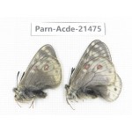 Parnassius acdestis ssp. China, Qinghai, Xunhua county, Mt.Dalijiashan. 2M. Parn-acde-21475.