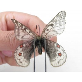 Parnassius acdestis ssp. China, Qinghai, Xunhua county, Mt.Dalijiashan. 2M. Parn-acde-21475.