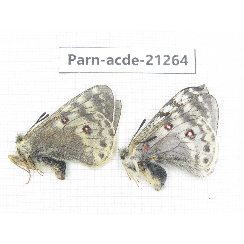 Parnassius acdestis fujitai. China, Tibet, Lhasa, Lagela pass. 2M. Parn-acde-21264.