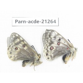 Parnassius acdestis fujitai. China, Tibet, Lhasa, Lagela pass. 2M. Parn-acde-21264.