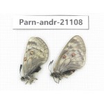 Parnassius andreji kongfuzii. China, Gansu, Sunan county, Sunan pass. 1P. Parn-Andr-21108.