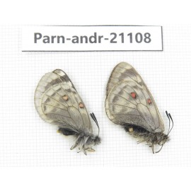 Parnassius andreji kongfuzii. China, Gansu, Sunan county, Sunan pass. 1P. Parn-Andr-21108.