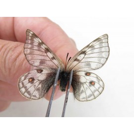 Parnassius andreji kongfuzii. China, Gansu, Sunan county, Sunan pass. 1P. Parn-Andr-21108.