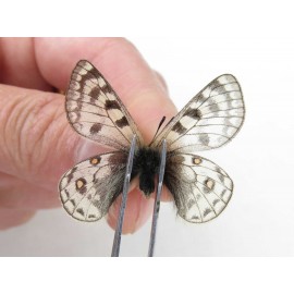 Parnassius andreji kongfuzii. China, Gansu, Sunan county, Sunan pass. 1P. Parn-Andr-21108.