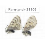 Parnassius andreji kongfuzii. China, Gansu, Sunan county, Sunan pass. 1P. Parn-Andr-21109.