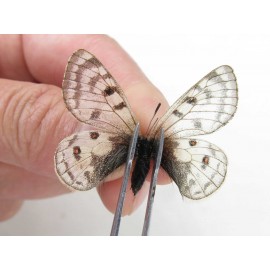 Parnassius andreji kongfuzii. China, Gansu, Sunan county, Sunan pass. 1P. Parn-Andr-21109.