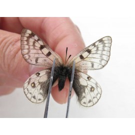 Parnassius andreji kongfuzii. China, Gansu, Sunan county, Sunan pass. 1P. Parn-Andr-21109.