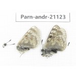 Parnassius andreji kongfuzii. China, Gansu, Sunan county, Sunan pass. 1P. Parn-Andr-21123.