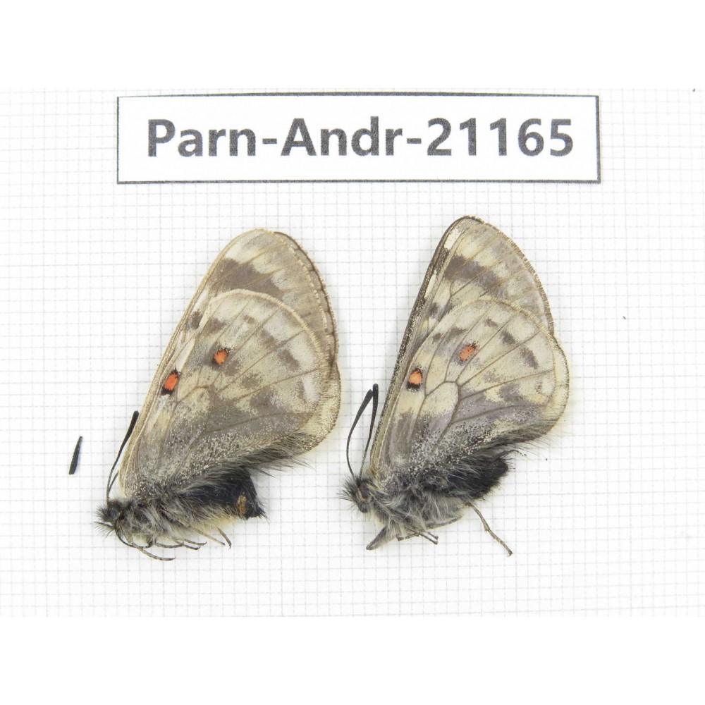 Parnassius andreji andreji. China, Qinghai, Guide county, Qunjia pass. 1P. Parn-Andr-21165.