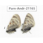 Parnassius andreji andreji. China, Qinghai, Guide county, Qunjia pass. 1P. Parn-Andr-21165.